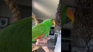 Boop 🥹 eclectus parrot bird animals pets rescue cute [upl. by Aydiv]