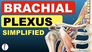 Brachial Plexus Anatomy Simplified  Brachial plexus made easy Brachial plexus mnemonics [upl. by Nerual]