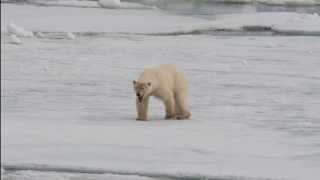 Polar Bear  Svalbard [upl. by Sansone]