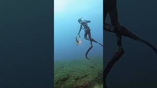 Lobster at 62 ft spearfishing spearfish fish lobster fishing spearfishinglife freediving [upl. by Enivid]