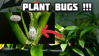 HOW TO  Dealing with Plant BUGS  Aquaponic Mealy Bugs Treatment [upl. by Ymorej]