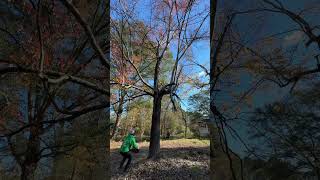 treecuttingservice foryou youtubeshorts live wood treeservice treeservicesnearme viralvideo [upl. by Eph]