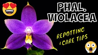 Phalaenopsis Violacea  Repotting and Care Tips [upl. by Sidell]