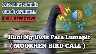 HUNI NG IBONG UWIS PARA LUMAPIT  MOORHEN BIRD SOUNDS  WITH FIGHTING CALL [upl. by Tedric]