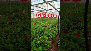 Garbera plant Polly house 🏠 tranding gharbera flowers agriculture pollyhouse [upl. by Burne]