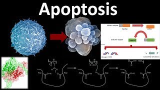 Apoptosis the programmed cell death [upl. by Jessika]