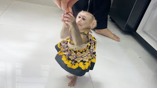 Outstanding Baby Jelly Stand Up To Receive Grape From Mommy [upl. by Jenkins]