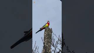 Rosella bird sounds ❤️ 💛 2  Rosella parrot [upl. by Denby]