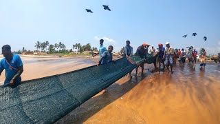 Watch how Hard These Fishermen Work To Catch 249kg Of Fish I Seine Net Fishing [upl. by Cassandry]