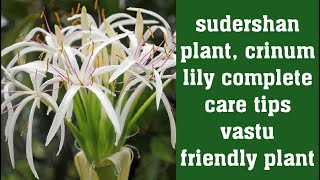 crinum lily sudershan plant vastu main entrance lucky plant care tips poison bulbgiantcrinum lily 🌱 [upl. by Nylrahc]