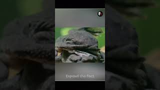 This Frog Gives Birth From Its Back  facts [upl. by Earissed]