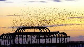 A Murmuration of Starlings at Sunset over Brightons West Pier [upl. by Marcos]