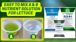 How To Mix Hydroponic Nutrient Solution For Lettuce  Hydroponic Nutrient Solution  Masterblend [upl. by Nayr]