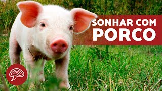 O que significa SONHAR com PORCOS 🐷💤 SIGNIFICADO DOS SONHOS [upl. by Thinia235]