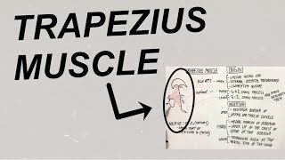 Trapezius Muscle  Origin Insertion Actions Nerve Supply  Human Anatomy  Dr Shahnaz Jannat [upl. by Bowden]