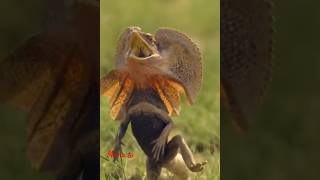 Frill necked lizardlizarddragonreptilesmamatv [upl. by Dodd892]