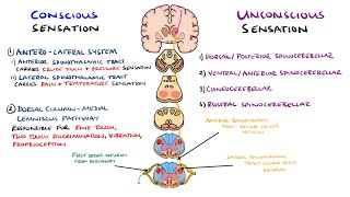 Spinothalamic Tract and Dorsal Column Medial Lemniscus Pathway  Ascending Tracts of the Spinal Cord [upl. by Ennaylil152]