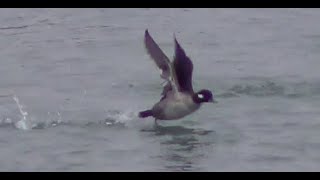 Bufflehead Duck Taking Off 1 HQ HD [upl. by Braca541]