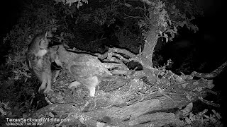 Great horned owls courting [upl. by Zilevi]