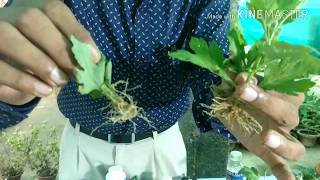 How to grow and make cuttings of ChrysanthemummumsGuldaudi in the easiest way [upl. by Arlette]