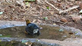 Orange headed Thrush taking bath Mumbai [upl. by Ause]