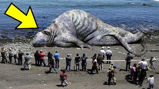 Massive Creature Slams Into Pier Onlookers Stand Speechless When They See What It Is [upl. by Behlke]