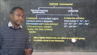 CHEMICAL NATURE OF ENZYME STRUCTURE OF ENZYMES RIBOZYME HYBRID ENZYME AND ABZYME [upl. by Llerehs]