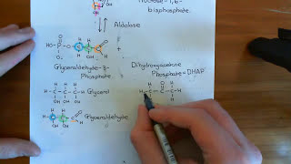 Glycolysis Part 2 [upl. by Ellevel]