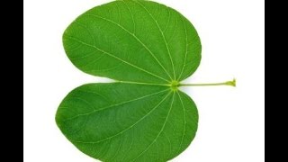 Kanchnar  Bauhinia variegata Ayurvedic Uses Qualities Benefits [upl. by Brest]