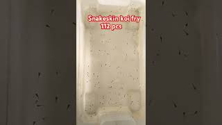 112 PCs Snakeskin koi fry ytshortvideo guppyhobby bettahobby [upl. by Asital]