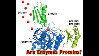 Health Study Will Focus on a Database to Identify Normal levels of Bacterial Enzymes and Proteins [upl. by Anihpesoj115]