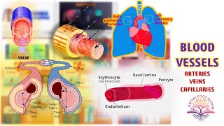 Blood Vessels Arteries Veins and Capillaries  Circulation and Fluids  Biology  Class 11 [upl. by Tremann470]