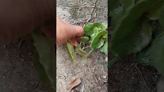 Begonia cucullata in the concrete shorts [upl. by Urian]