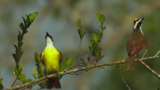 37 10 Great Kiskadee [upl. by Ykcub]