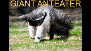 GIANT ANTEATER Animal Sounds For Children To Learn [upl. by Ramej]