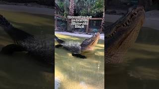 Alligator Bellowing alligator reptile [upl. by Eenttirb633]