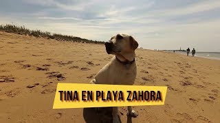 🐶 Tina en playa de Zahora Cádiz 🌅 Tina dog in the Zahora beach Cadiz [upl. by Onairpic]