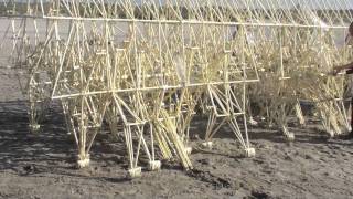 Theo Jansens strandbeest Theo Jansens beach animal [upl. by Ayt701]