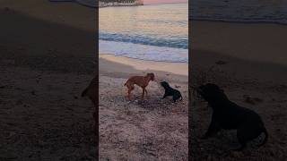 VIZSLA vs STAFFY tugofwar vizsla staffy [upl. by Dadirac]