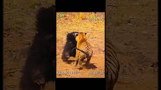 tiger 🐯 attack shortvideo tiger [upl. by Isaac549]