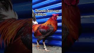 viralvideo yutubeshorts fypシ゚viral manok [upl. by Fariss]