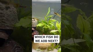 The 100 SPECIES Ecosystem Challenge guppie fishtank aquascape [upl. by Noyerb]