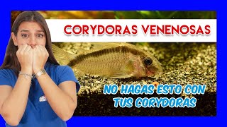 ¿CORYDORAS TÓXICAS 🐟 Precauciones y curiosidades para mantener Corydoras [upl. by Nirik]