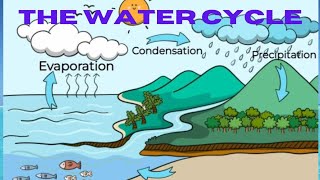 Water cycle  Hydrological cycle  Biogeochemical cycles  Environment science [upl. by Alhahs]