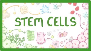 GCSE Biology  What are Stem Cells Difference Between Embryonic and Adult Stem Cells 11 [upl. by Jervis]