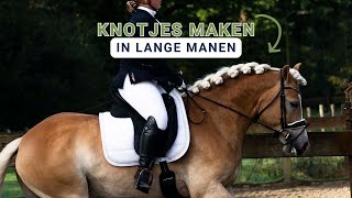 Dressuur KNOTTEN in LANGE manen  Haflingers King amp Beau [upl. by Newob677]