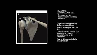 ARTICULACION ACROMIOCLAVICULAR ANATOMIA Y PATOLOGIA [upl. by Akenn]