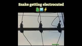 snake getting electrocuted via  Angrezi facts [upl. by Arykat]