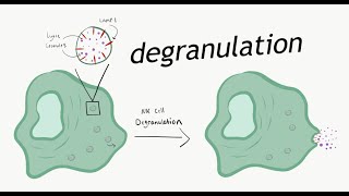 Degranulation process in the cytotoxic immune cells [upl. by Akemed986]