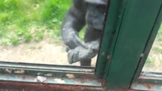 Clever Chimpanzee Asks Zoo Visitors To Free Him [upl. by Eikkin]